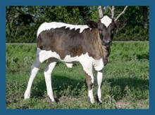 Dbl-K Princess x FS