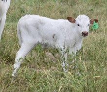 SHOOTER X CLASSY  GAL heifer